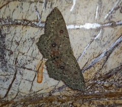 Cyclophora pendularia