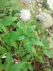Knautia arvernensis