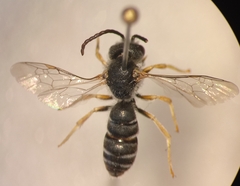 Halictus simplex