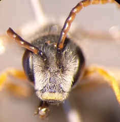 Halictus simplex