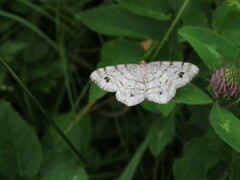 Trigrammia quadrinotaria