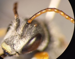 Halictus simplex