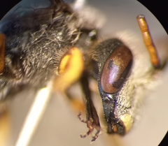 Halictus simplex