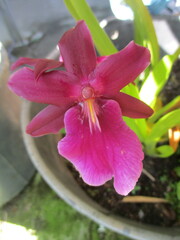 Miltonia