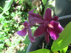 Miltonia