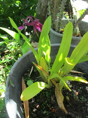 Miltonia