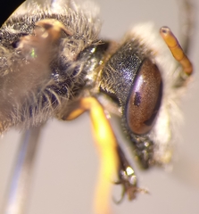 Halictus simplex