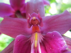 Miltonia