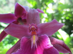 Miltonia