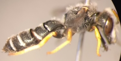 Halictus simplex