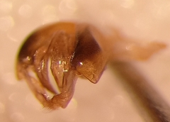 Halictus simplex