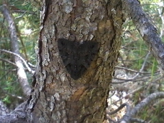 Catocala antinympha