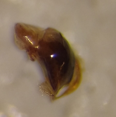 Lasioglossum subhirtum