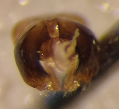 Lasioglossum subhirtum