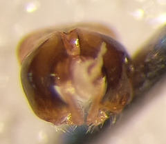 Lasioglossum subhirtum