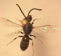 Lasioglossum subhirtum