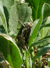 Dociostaurus brevicollis