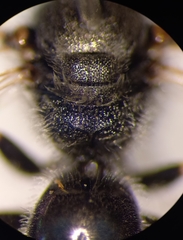 Lasioglossum subhirtum