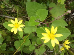 Arctotis perfoliata