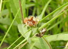 Hymeniini