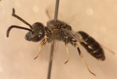 Lasioglossum subhirtum
