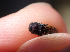 Acmaeoderella adspersula