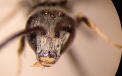 Lasioglossum subhirtum