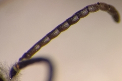 Lasioglossum subhirtum