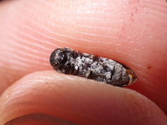 Acmaeoderella adspersula