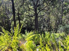 Caustis blakei macrantha