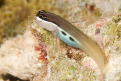 Twin-Spot Combtooth Blenny photo 1