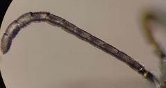 Lasioglossum subhirtum