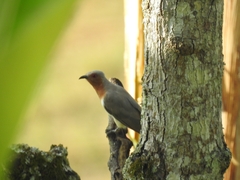 Coccycua pumila