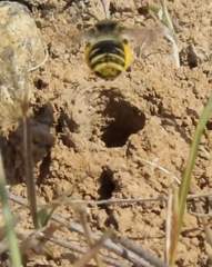 Melissodes microstictus