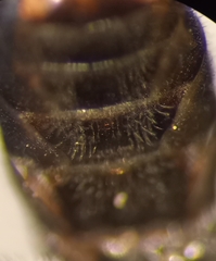 Lasioglossum subhirtum