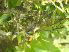 Coccycua pumila