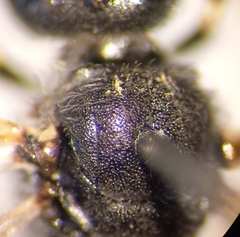 Lasioglossum subhirtum