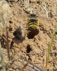 Melissodes microstictus