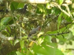 Coccycua pumila