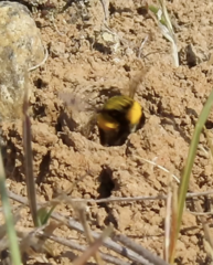 Melissodes microstictus