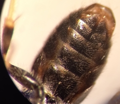 Lasioglossum subhirtum