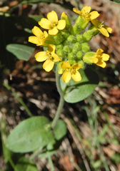 Draba helleriana