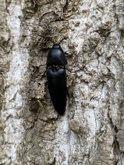 Parallelostethus attenuatus