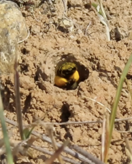 Melissodes microstictus