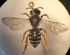 Halictus simplex
