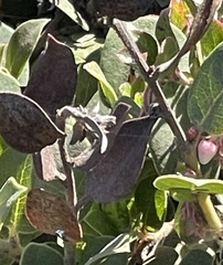 Arctostaphylos tomentosa