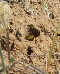 Melissodes microstictus