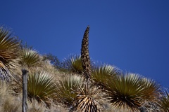 Puya raimondii