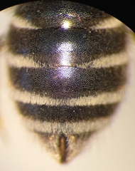 Halictus simplex