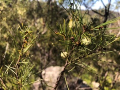 Acacia quadrilateralis
